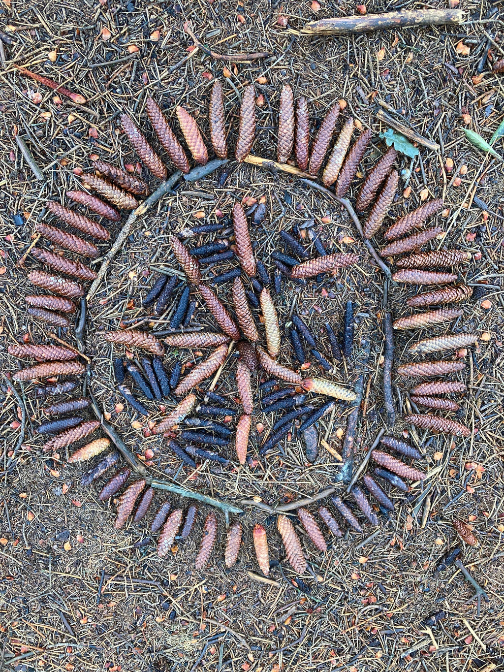 Mandala v přírodě