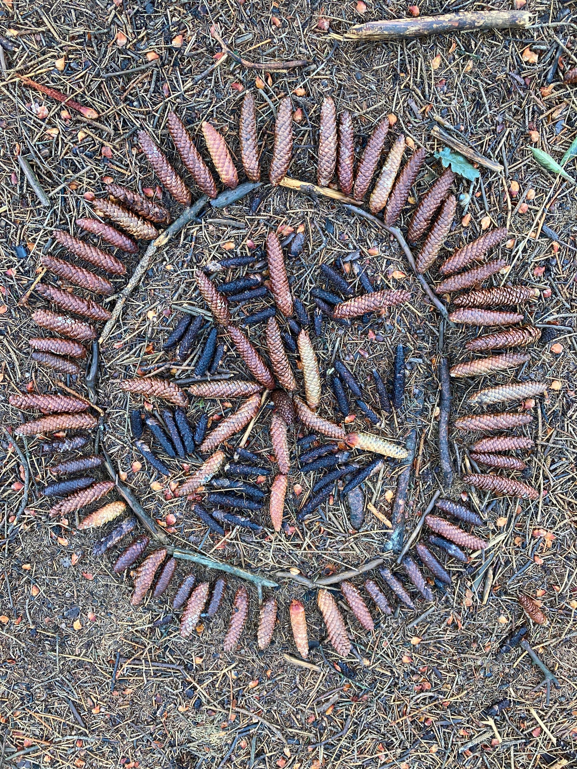 Mandala v přírodě